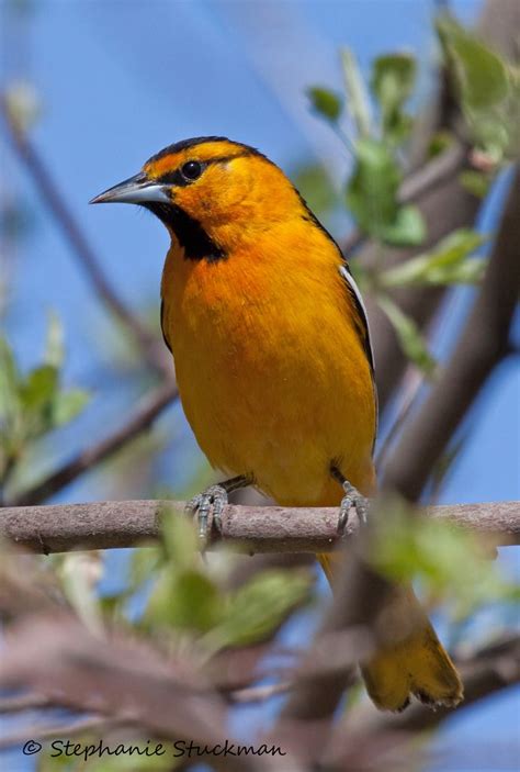 Bullocks Oriole Birds Orioles Animals