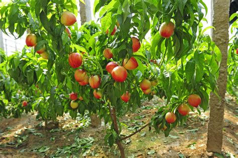 Nectarine tree: cultivation, care & harvest - Plantura