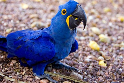 Arara Azul Em Ingles - Free Blue Brazilian Macaw - Arara Azul - By F. Weberich Stock Photo ...