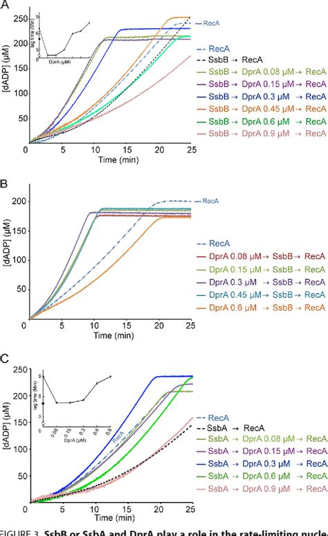 Figure From Bacillus Subtilis Dpra Recruits Reca Onto Single Stranded