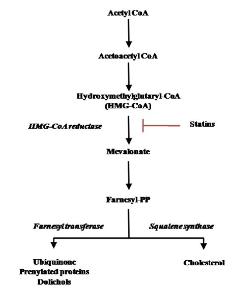 The mevalonate pathway. | Download Scientific Diagram