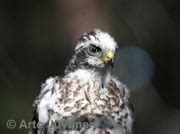 Accipiter Nisus IN Eurasian Sparrowhawk EN US FI