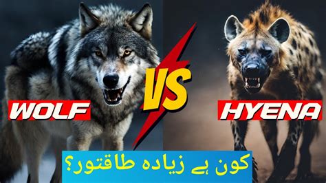 Hyena Vs Wolf Fight In Urduhindi بھیڑیا اور لگڑ بگڑ کی خونی جنگ Youtube