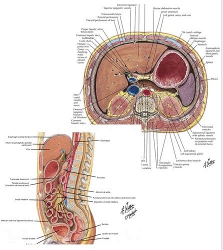 32- Peritoneum and Peritoneal Cavity Flashcards | Quizlet