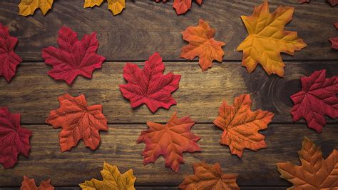 Autumn Maple Leaf Wallpaper