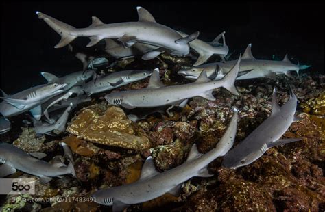 Dive the World — lifeunderthewaves: Hunting Sharks at Night by...