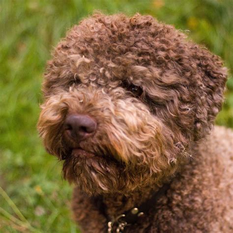 Lagotto romagnolo età 15 anni Lagotto Romagnolo Grooming Months Olds