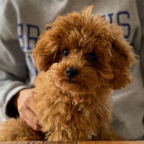 Rio 🐻 Toy Poodle From Tokyo🐩🗼 On Instagram Excuse Me 今、なんて？ 🐻👂