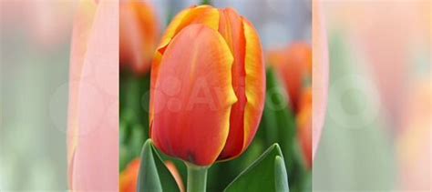 Тюльпаны (Луковицы ) купить в Москве с доставкой | Товары для дома и ...