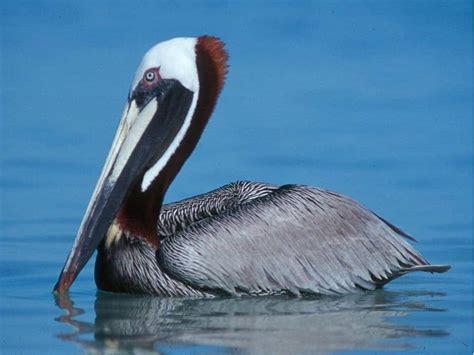 PELICANO 】Características, Alimentación, Hábitat y más 