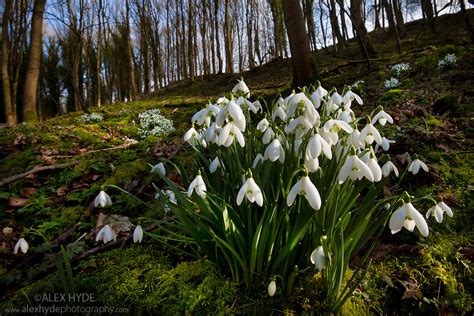 Snowdrops Galanthus Nivalis Alex Hyde