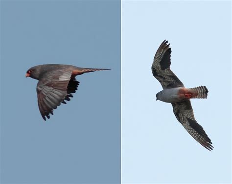 We Had A Great Autumn Migration Tour Season NEOPHRON TOURS