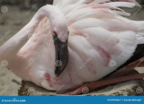 Flamingo Eggs Stock Images - Download 104 Royalty Free Photos