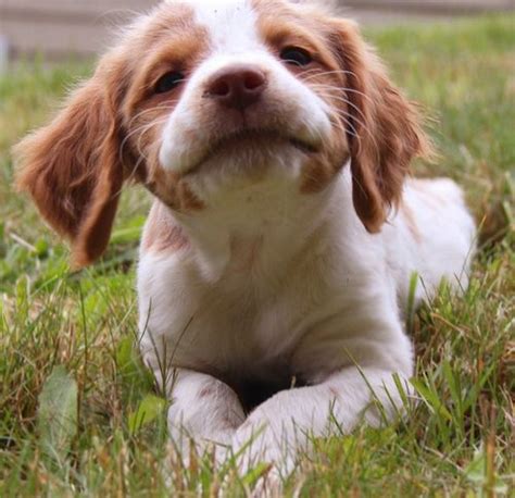 47+ Brittany spaniel puppies ideas in 2021