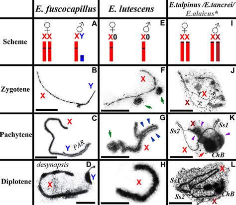 Ellobius Male Sex Chromosomes Behaviour In Meiotic Prophase I Electron Download Scientific