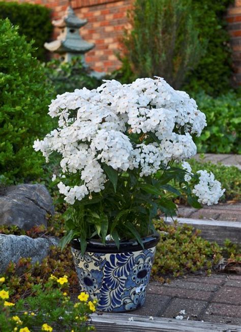 Growing & Caring for Phlox Flowers in Your Garden | Garden Design