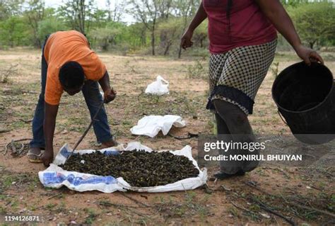 Mopane Worms Photos And Premium High Res Pictures Getty Images