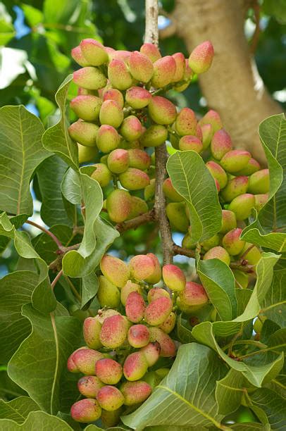 Royalty Free Pistachio Tree Pictures, Images and Stock Photos - iStock