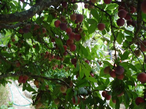 Prunes Methley Au Sirop Dame Nature Du Jardin La Cuisine