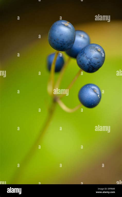 Blue Bead Lilies Hi Res Stock Photography And Images Alamy