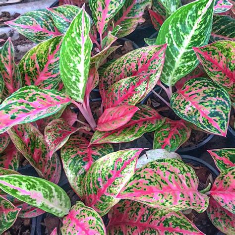 Аглаонема в домашних условиях: уход, 85 видов и сортов, фото