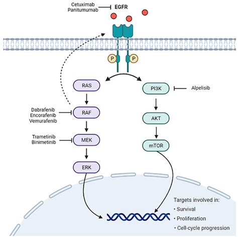 Encorafenib Plus Cetuximab For The Treatment Of Braf V E Mutated