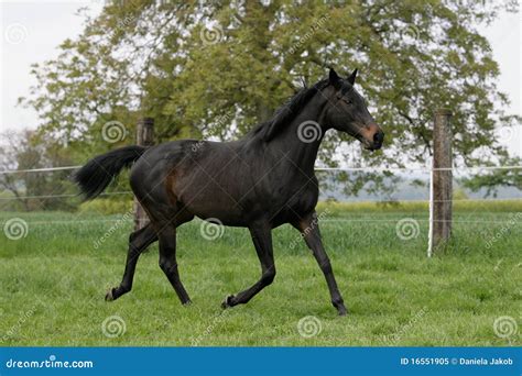 Cavalo Inglês Do Puro-sangue Foto de Stock Royalty Free - Imagem: 16551905