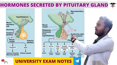 Hormones Secreted By Pituitary Gland Gh Tsh Endocrine