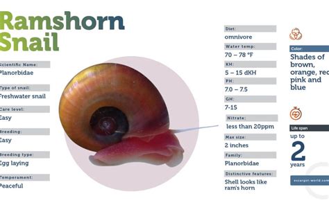 Ramshorn Snail The Ultimate Care Guide 2023 Updates