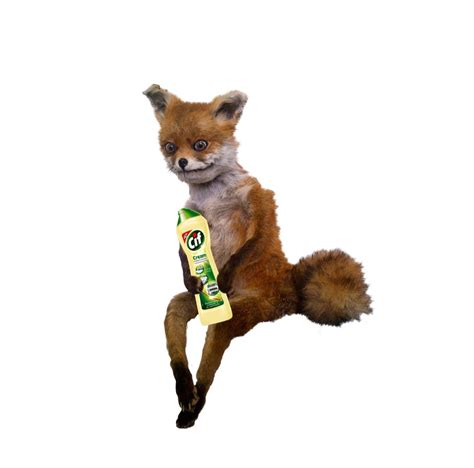 Create Meme A Stuffed Fox Fox Stoned Fox Pictures Meme