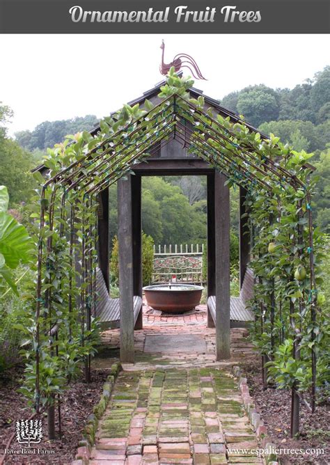 Espalier Fruit Trees Create A Home Orchard With A Small Footprint