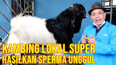 Koleksi Kambing Domba Unggul Super Balai Inseminasi Buatan YouTube