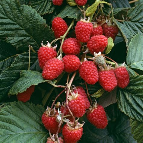 Малиново дърво: засаждане, грижи, отглеждане на сортове Таруса и Крепиш