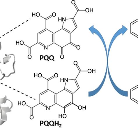 Schematics Of The Biocatalytic Process Resulting In The Fluorescent Download Scientific Diagram