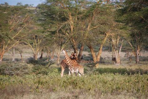 Guided Tour Giraffe Center And David Sheldrick Nairobi Getyourguide