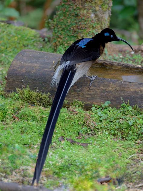 Brown Sicklebill Male Bird Of Paradise Papua New Guinea 2 Flickr