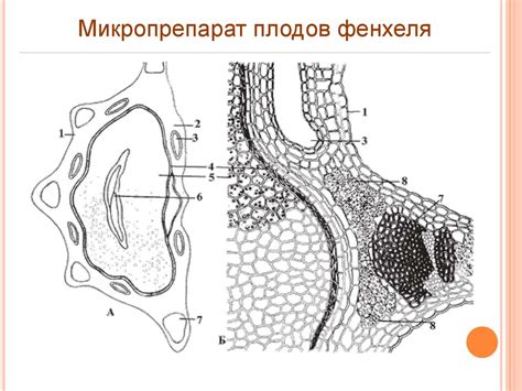 Лекарственно растительное сырье, содержащее эфирные масла - презентация ...