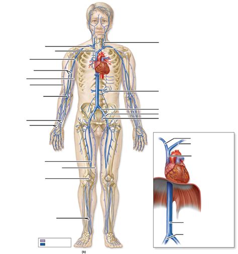 Anatomy Whole Body Veins Diagram Quizlet