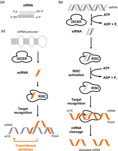 The Pathway Of Rna Interference A Highly Specific Sirna Which Are Download Scientific