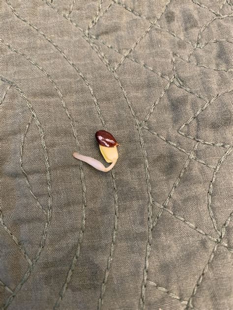 Seed came out of my apple. Any tips on how to plant it? : r/gardening