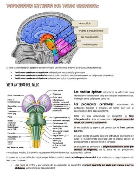 Topografía Externa del Tallo Cerebral uDocz creators uDocz