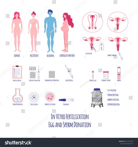 75 Blastocyst Transfer Images, Stock Photos & Vectors | Shutterstock