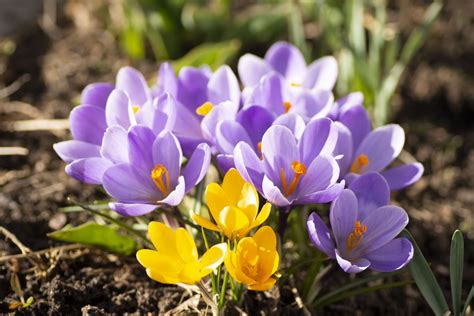 картинки : Крокус, cretan crocus, цветущее растение, tommie crocus ...
