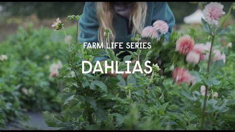 Farm Life Series Dahlia Tubers Youtube