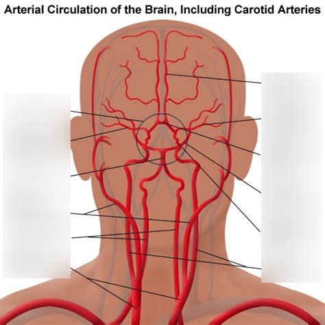 Cerebral Vasculature Diagram Quizlet