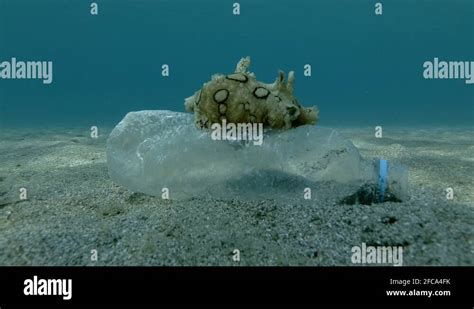 Plastic Pollution A Beautiful Nudibranch Sea Hare Crawls Along Plastic