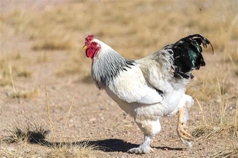 18 Types of Roosters To Consider for Your Flock 