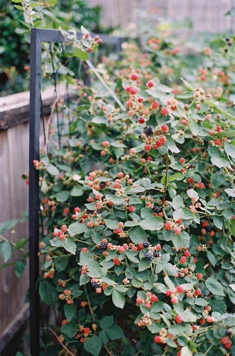 Tips To Grow Blackberries In Houston — Rooted Garden