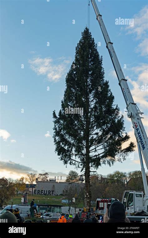 Weihnachtsbaum wird mit einem Kran für den weihnachtsmarkt 2023 in Erfurt am Domplatz gehoben ...