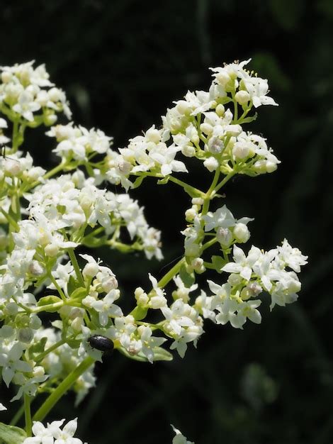 Flores Silvestres Blancas En Un Prado De Verano Foto Premium